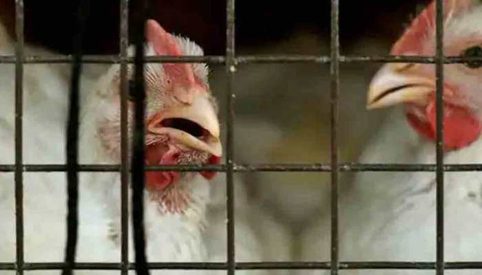 Denmark culls thousands of chickens after finding new bird flu on farm