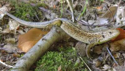 Not just lizards, but these reptiles can also regrow their tails