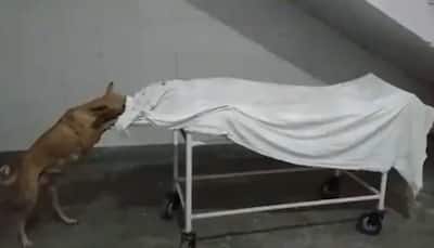 Stray dog licks dead body in Uttar Pradesh hospital, video emerges; two employees suspended