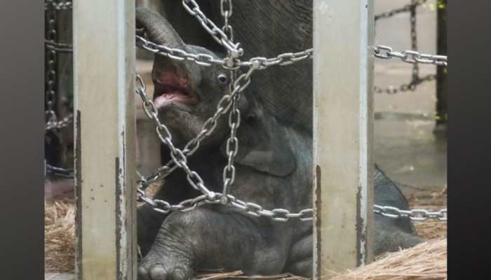 Tokyo zoo unveils first elephant born there in 138 years!