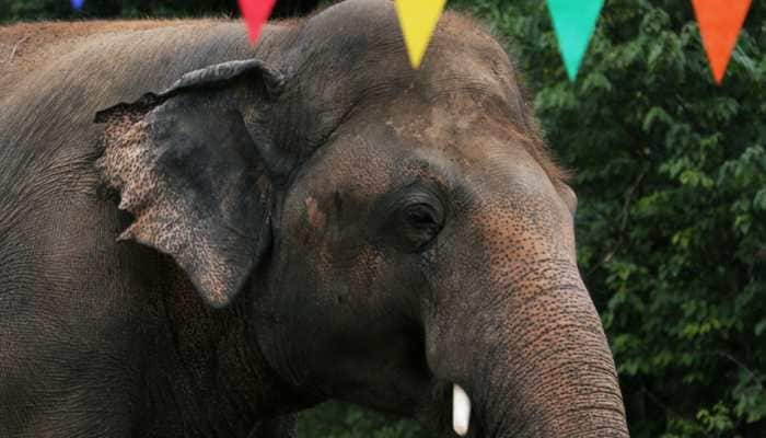 How Russia, India worked together for world&#039;s &#039;loneliest&#039; elephant Kaavan to reach new home