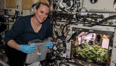 First time ever in space! Astronauts harvest radish crop aboard International Space Station; watch