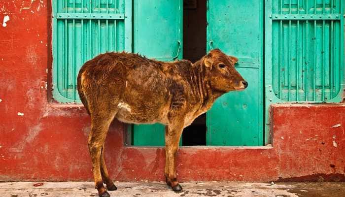 Anti-cow slaughter bill passed in Karnataka Assembly amid din