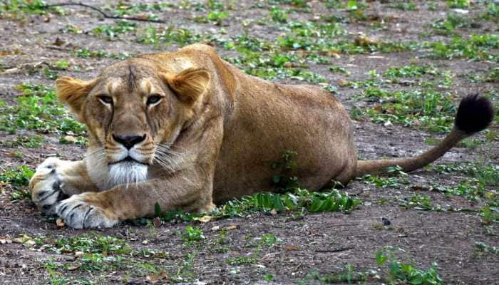 COVID-19: Four lions test positive at Spanish zoo