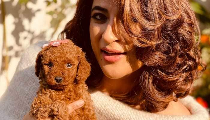 Ayushmann Khurrana’s wife Tahira welcomes new member to the family, pictures go viral