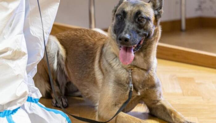 Belgian shepherd dog working for Austrian military detects COVID-19