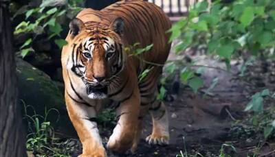 Tiger census with camera trapping method commences in West Bengal's Sundarbans