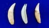 Chennai: Canine tooth of big cats seized from Dubai-origin flight