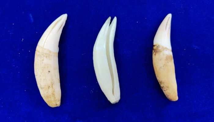 Chennai: Canine tooth of big cats seized from Dubai-origin flight