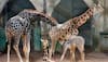 Gujarat to feature world's largest zoo, Mukesh Ambani's Reliance to build it on 250 acres land