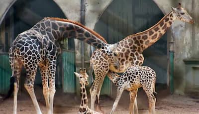Gujarat to feature world's largest zoo, Mukesh Ambani's Reliance to build it on 250 acres land
