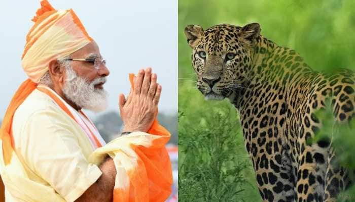 India&#039;s leopard count crosses 12800, PM Narendra Modi calls it a &#039;great news&#039;