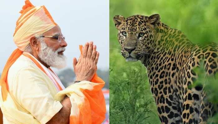 India's leopard count crosses 12800, PM Narendra Modi calls it a 'great