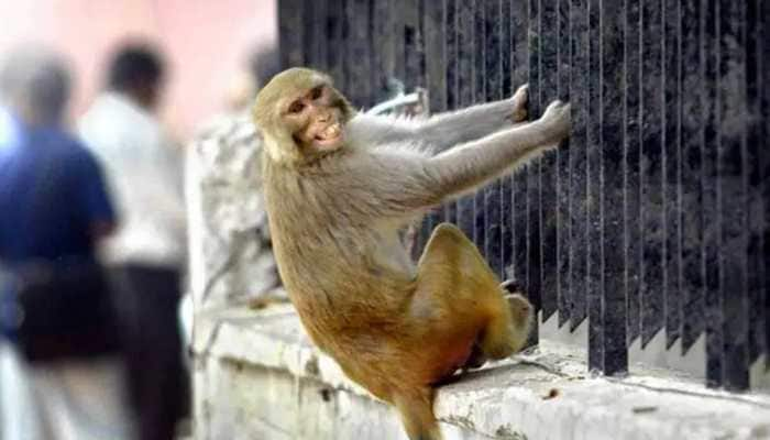 Bizarre! Monkey steals bag with Rs 4 lakh, throws currency notes outside registry office in UP