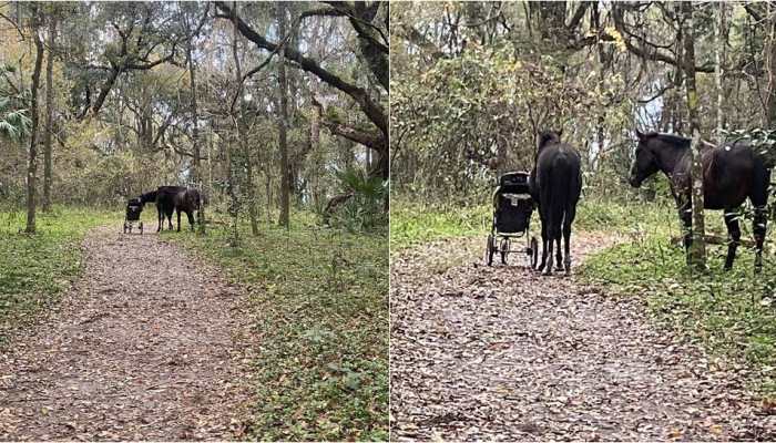 Horses clicked with stroller &#039;stolen&#039; from couple in US Florida, video goes viral