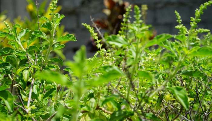 Tulsi Pujan Diwas 2020: Why it is celebrated on December 25?