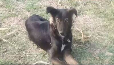 Meet Jackie, Chhindwara's crorepati dog and owner of 9 acres of land