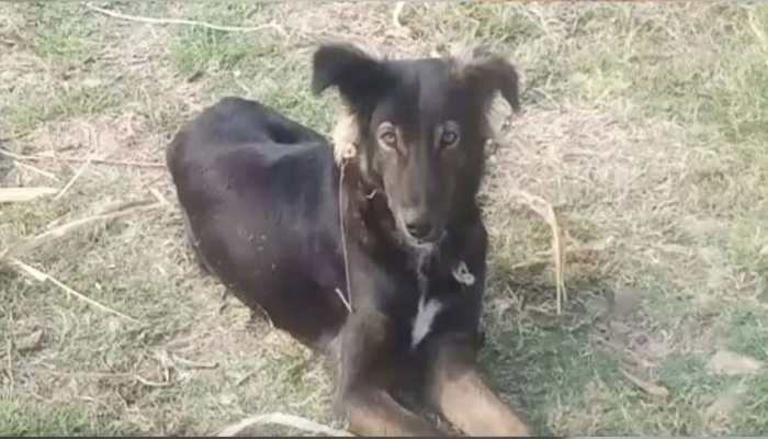 Meet Jackie, Chhindwara's crorepati dog and owner of 9 acres of land