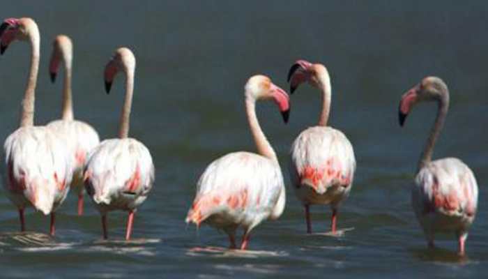 1200 migratory birds die uner mysterious circumstances at Pong Dam in Himachal Pradesh