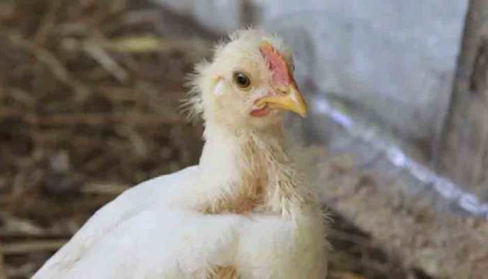 Bird flu alert in Himachal Pradesh after deaths of migratory birds, outbreak reported in other states too, details here