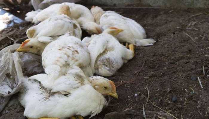 Bird flu: States step up vigil after reports of more avian deaths