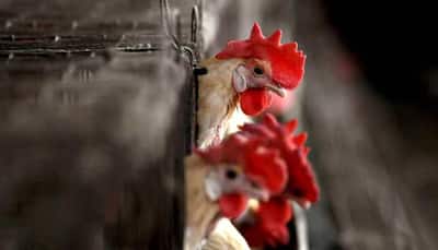 Madhya Pradesh bans chicken trade with these states amid bird flu scare, check guidelines