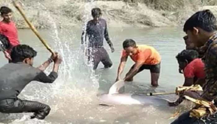 Gangetic dolphin beaten to death in UP&#039;s canal, know more
