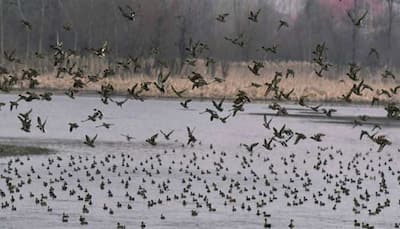 Bird flu scare: Over 30 crows, 10 ducks found dead across Delhi, samples collected