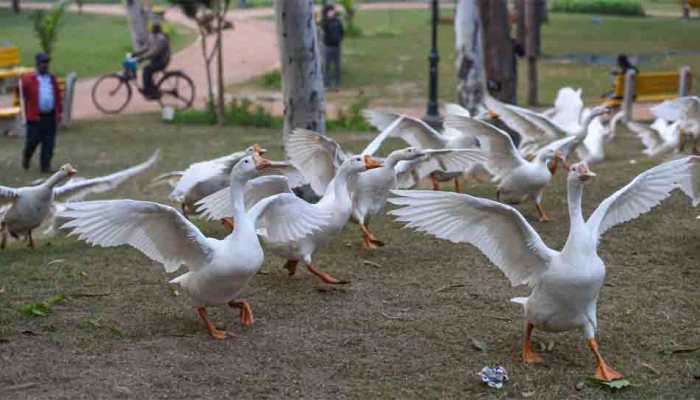 Days ahead of Maha Kumbh Mela, bird flu scare in Uttar Pradesh, Kanpur Zoo closed 