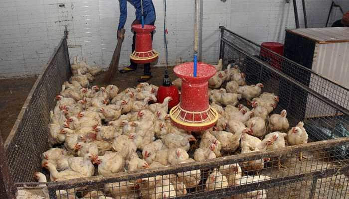 Bird flu outbreak in Maharashtra, 900 hens die at poultry farm