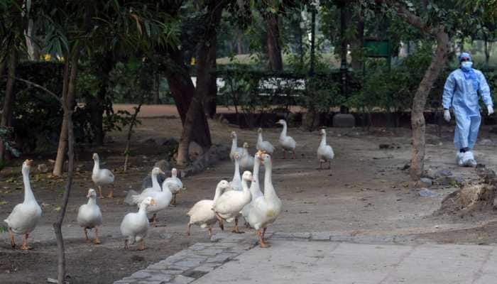 Delhi, Maharashtra among 10 states to confirm bird flu; know steps taken amid avian influenza outbreak