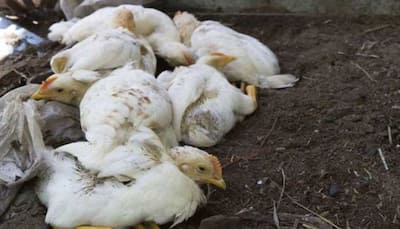 Bird flu scare continues in Maharashtra, 382 birds dead in 9 districts, state tally rises to 3,378