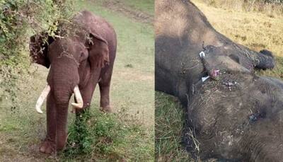 Injured wild elephant dies in Tamil Nadu's Mudumalai Tiger Reserve, caretaker mourns loss