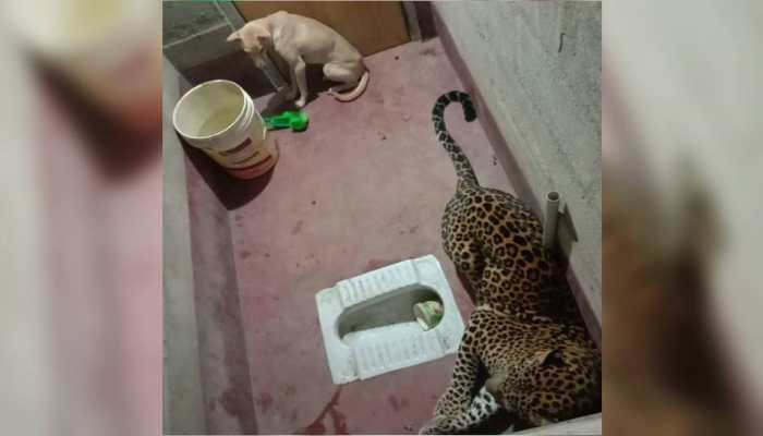 Dog gets locked inside toilet with a leopard in Karnataka: This is how Twitterati reacted