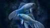 Horoscope for February 7 by Astro Sundeep Kochar: Pisceans should think before building relations