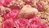 Happy Rose Day 2021: Quotes, messages to send to your loved ones 