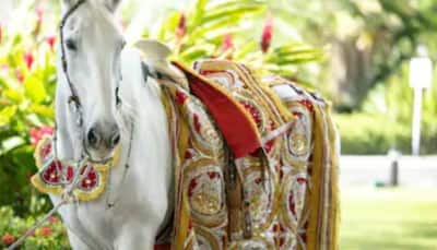 Bride rode to groom’s residence on horse in Satna district of Madhya Pradesh