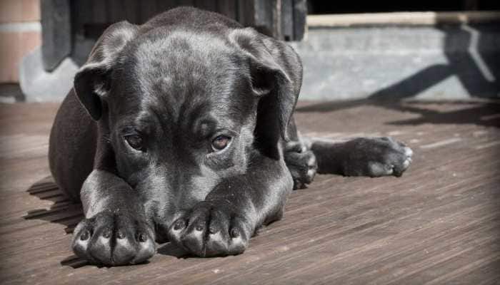 Uttarakhand disaster: Third day in a row, dog waits for his human friends outside Tapovan tunnel