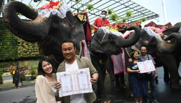 Valentine&#039;s Day: Couples in Thailand tie the knot on elephants - See pics