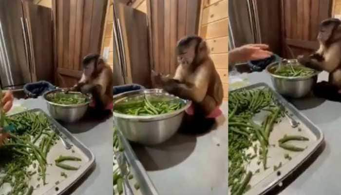 Video of monkey helping woman cut vegetables leaves netizens amused - Watch