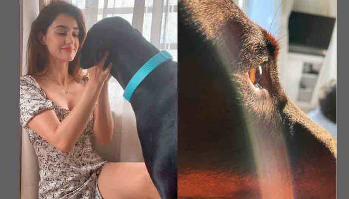 Disha Patani gushes over pet dog Goku, shares adorable sunkissed picture