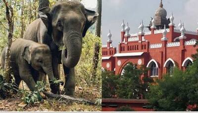Madras HC asks Tamil Nadu government to form Policy on ownership of elephants 