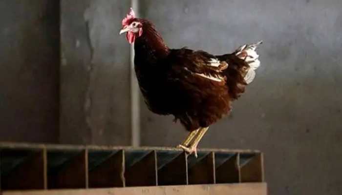 Hyderabad: &#039;Killer&#039; rooster to be produced in court for taking owner&#039;s life