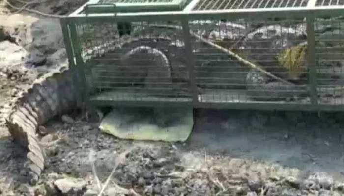 Huge crocodile spotted in construction site in Gujarat&#039;s Vadodara, rescued