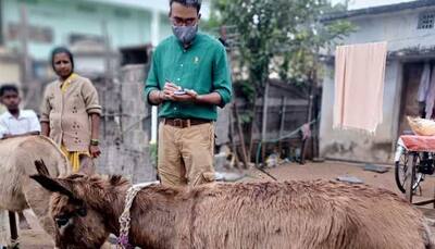 Curious case of missing 'Donkeys', people started eating them for magical remedies