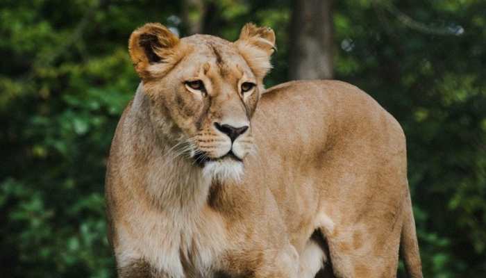Seven jailed for harassing lioness in Gujarat&#039;s Gir forest - WATCH