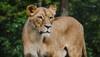 Gir forest lioness