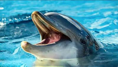 Rare pregnant dolphin found dead in Uttar Pradesh's Bahraich