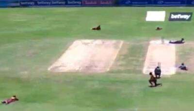 West Indies vs Sri Lanka 3rd ODI: Bee Swarm halts play, forces players to lie down, watch video