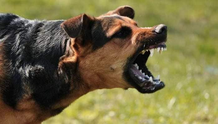 Stray dog carries body of newborn baby on govt hospital campus in Odisha, police start investigation